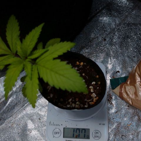 1号 growlog timeline photo