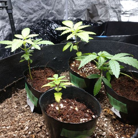 1号 growlog timeline photo
