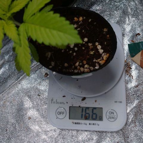 1号 growlog timeline photo