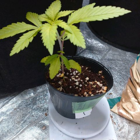1号 growlog timeline photo