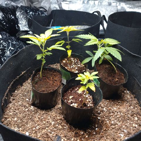 1号 growlog timeline photo