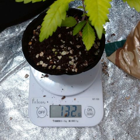 1号 growlog timeline photo