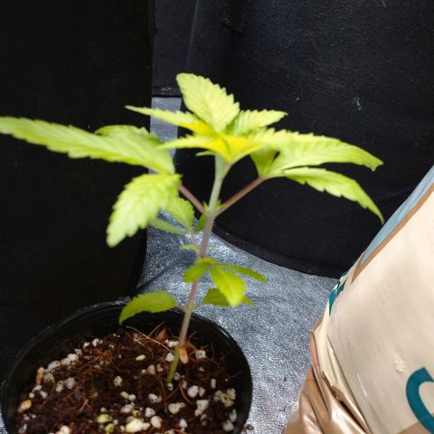 1号 growlog timeline photo