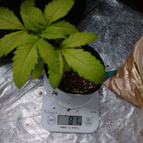 1号 growlog timeline photo