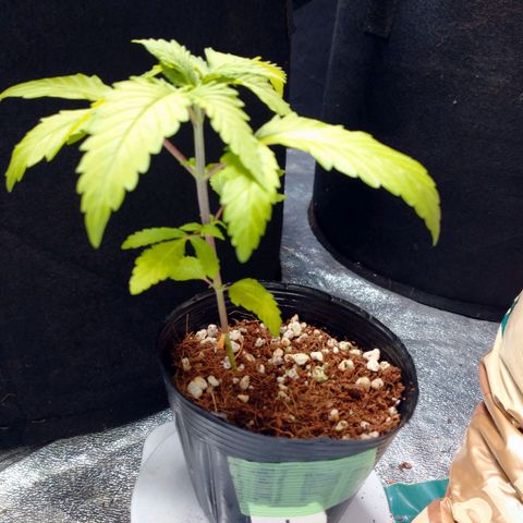 1号 growlog timeline photo