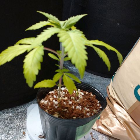 1号 growlog timeline photo