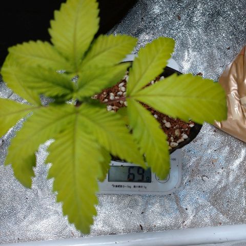 1号 growlog timeline photo