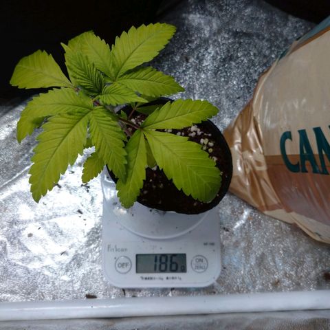 1号 growlog timeline photo