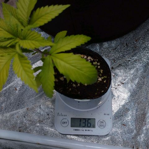 1号 growlog timeline photo