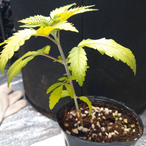1号 growlog timeline photo