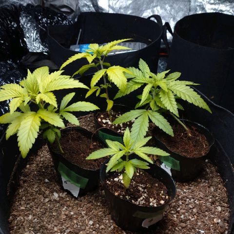 1号 growlog timeline photo