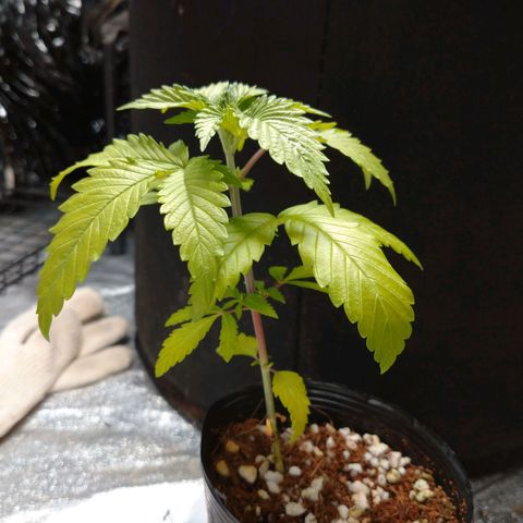 1号 growlog timeline photo