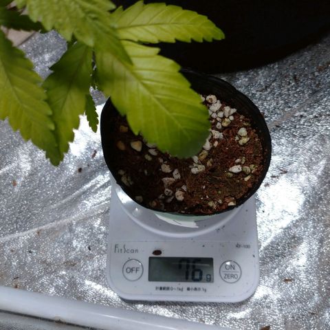 1号 growlog timeline photo
