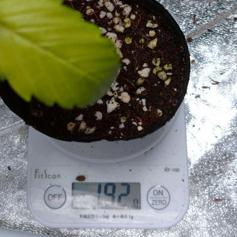 1号 growlog timeline photo