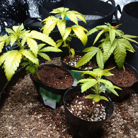 1号 growlog timeline photo