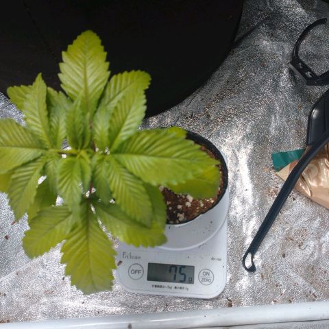1号 growlog timeline photo