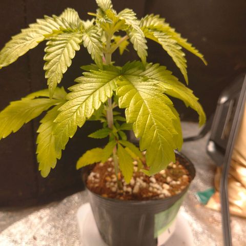1号 growlog timeline photo