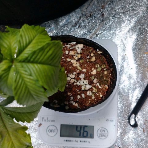 1号 growlog timeline photo
