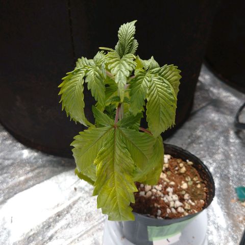 1号 growlog timeline photo