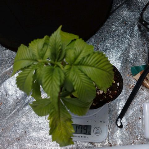 1号 growlog timeline photo
