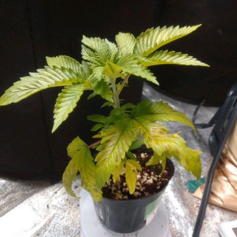 1号 growlog timeline photo