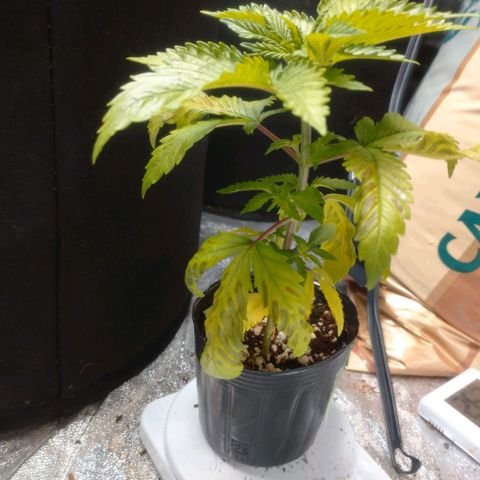 1号 growlog timeline photo