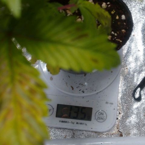 1号 growlog timeline photo