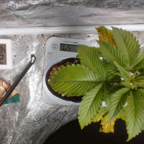 1号 growlog timeline photo