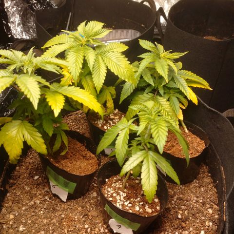1号 growlog timeline photo