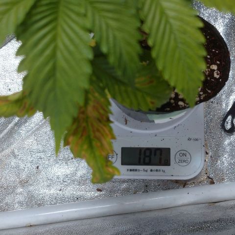 1号 growlog timeline photo