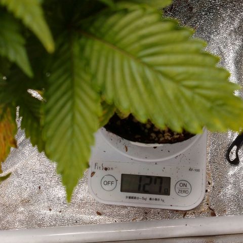 1号 growlog timeline photo