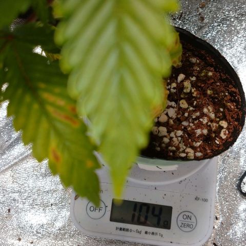 1号 growlog timeline photo