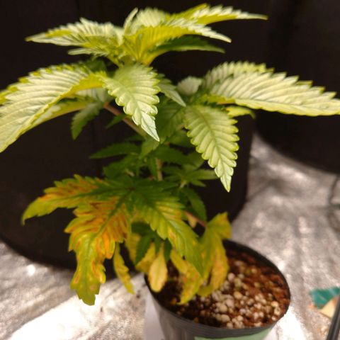 1号 growlog timeline photo