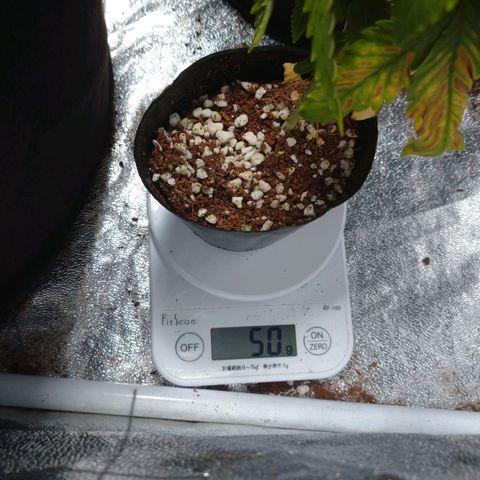 1号 growlog timeline photo
