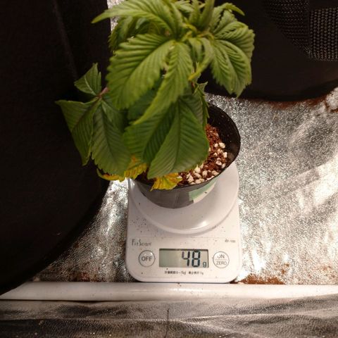 1号 growlog timeline photo