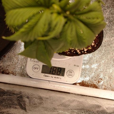 1号 growlog timeline photo