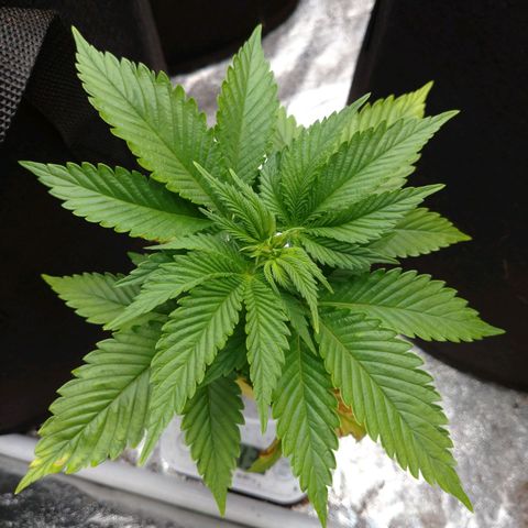 1号 growlog photo: 143g