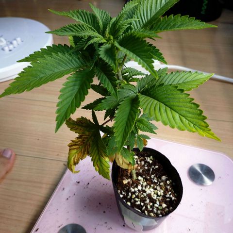 1号 growlog timeline photo