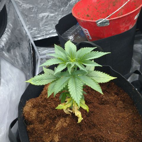 1号 growlog photo: 鉢あげがちょい遅かった