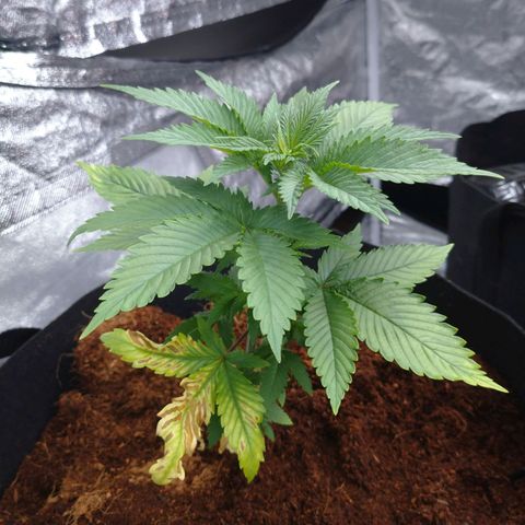 1号 growlog photo: 鉢あげがちょい遅かった
