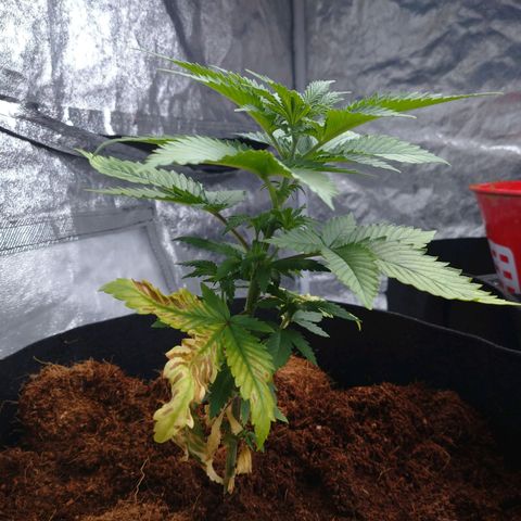 1号 growlog photo: 鉢あげがちょい遅かった