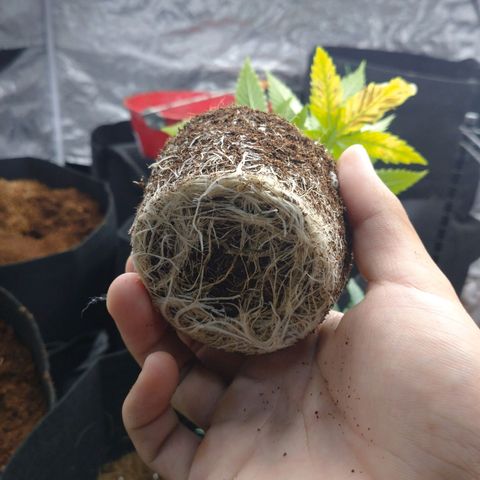 1号 growlog photo: 鉢あげがちょい遅かった
