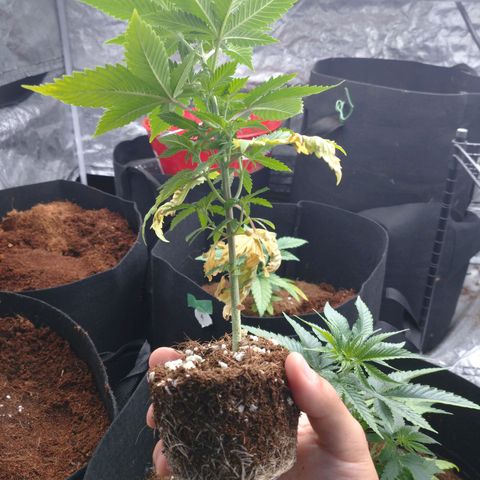 1号 growlog photo: 鉢あげがちょい遅かった
