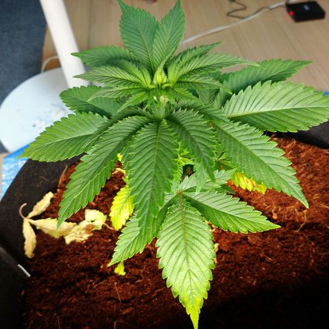 1号 growlog photo: 13.3kg