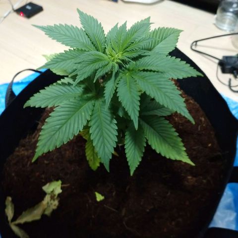 1号 growlog photo: 13.3kg