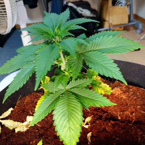 1号 growlog photo: 13.3kg