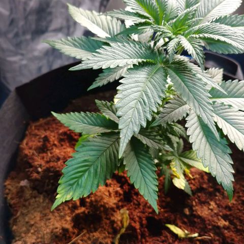 1号 growlog timeline photo