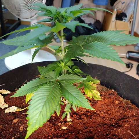 1号 growlog timeline photo