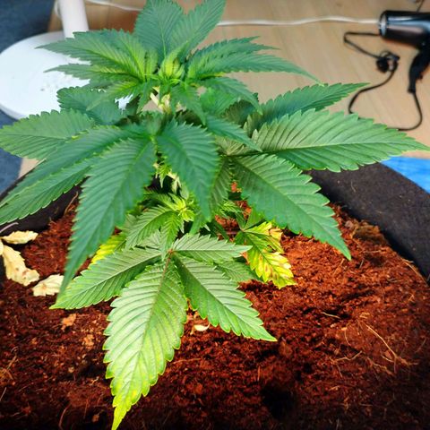 1号 growlog timeline photo