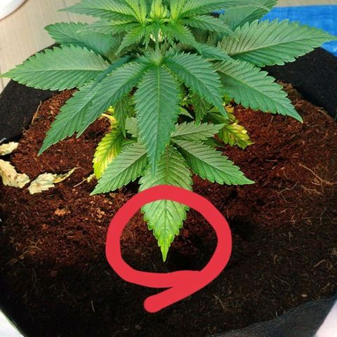 1号 growlog photo: 肥料焼けの兆候あり